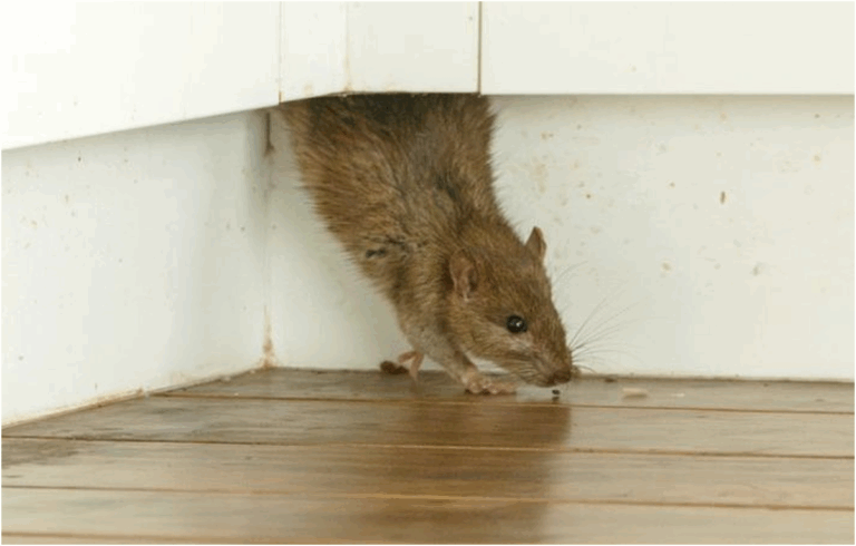 Ratti nelle case delle Canarie rischi per la salute dei residenti e vie di contagio