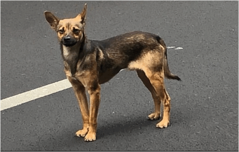 Polizia locale di Santa Cruz de Tenerife lancia un appello per un cane smarrito ad Anaga