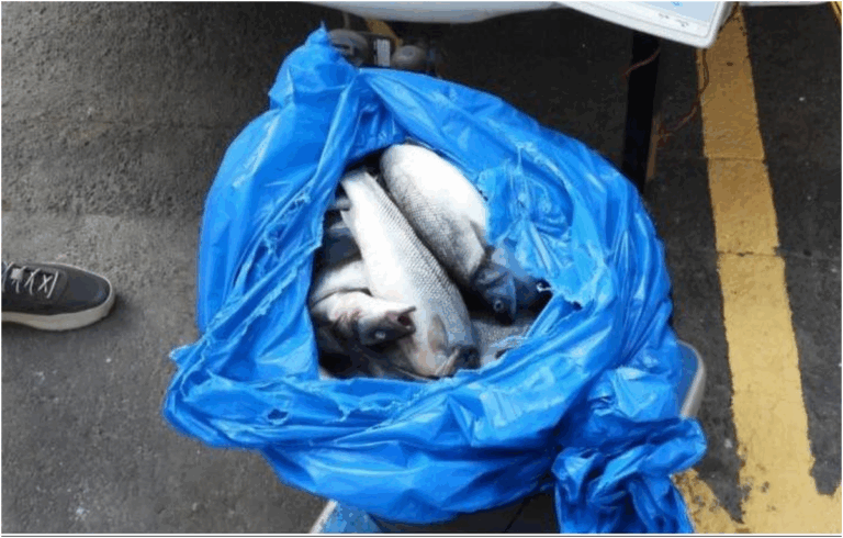 Nel sud di Tenerife la Guardia Civil arresta 5 per furto e ricettazione di spigole ai ristoranti