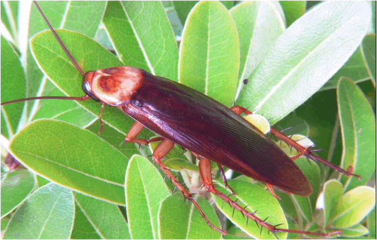 Blatta americana dilaga in Spagna: presente nell’88% delle province secondo Anticimex