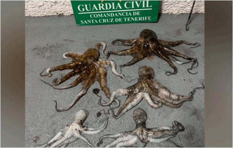Guardia Civil sorprende un uomo a Tenerife per pesca di cinque polpi sottotaglia senza licenza