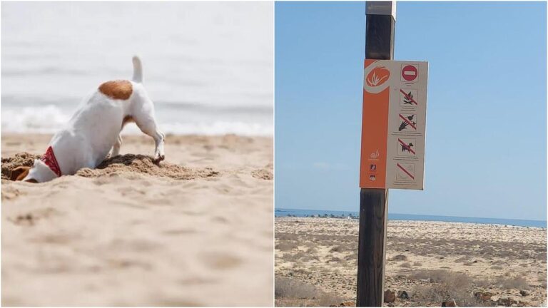 Cani senza guinzaglio vietati nelle dune di Corralejo a Fuerteventura multe fino a 600 euro
