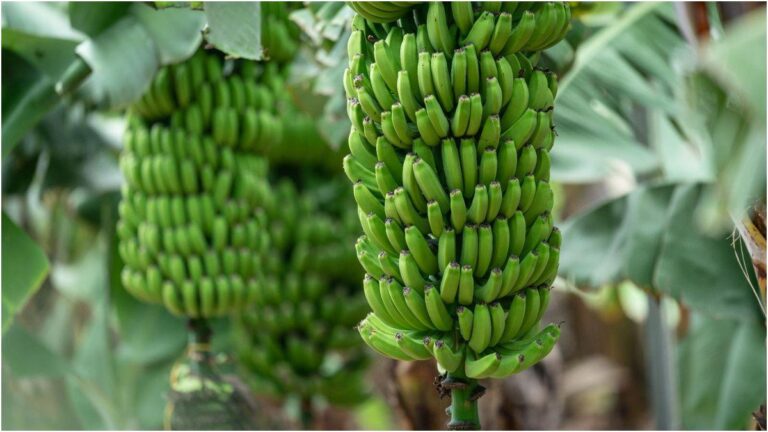 Ad Arucas, Gran Canaria visita guidata a El Mundo del Plátano con degustazione a 15 euro