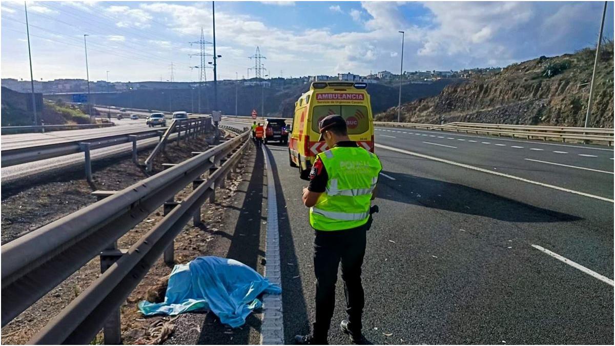 Emù muore investito a Siete Palmas Gran Canaria, la Policía Canaria indaga sull’origine legale