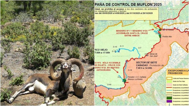 Controllo del muflone sul Teide a Tenerife: chiusi i sentieri di Siete Cañadas e Pico Viejo