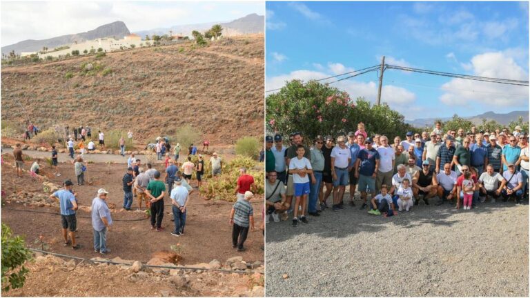 Agüimes, piantati 50 olivi per i 50 anni di Los Sombreritos, il gruppo più antico di Gran Canaria