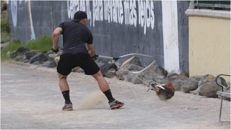 Las Palmas de Gran Canaria avverte chi alimenta galli e galline con multa fino a 1.503 euro