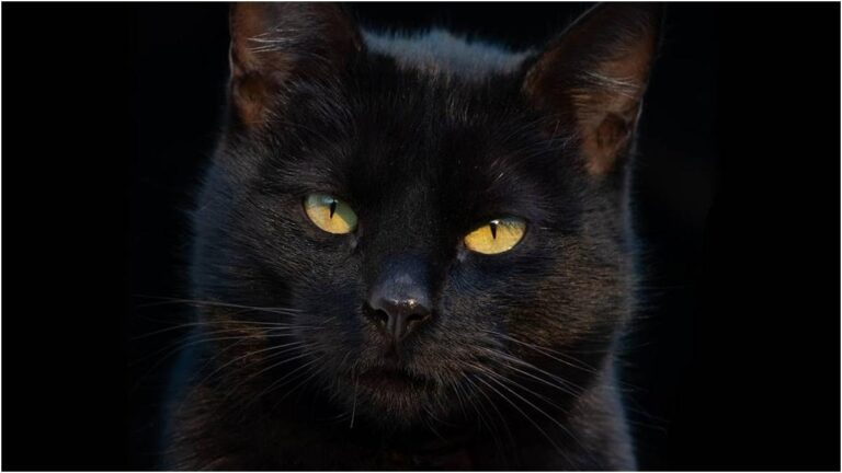 Tenerife, Valle Colino sospende l'adozione di gatti neri e bianchi per evitare rituali a Halloween
