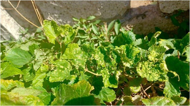 Possibile caso di fillossera della vite a Candelaria Tenerife campioni al LNR e misure preventive