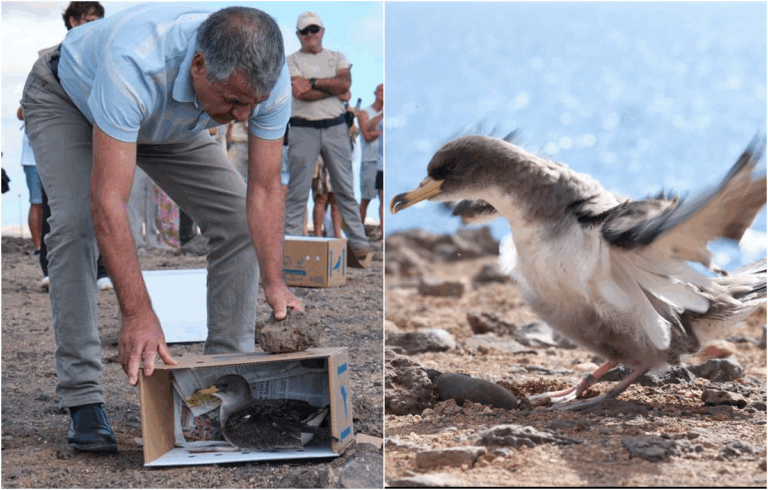 Il Cabildo de Fuerteventura libera sei berte maggiori atlantiche a Puerto Lajas, oltre 30 nel 2025