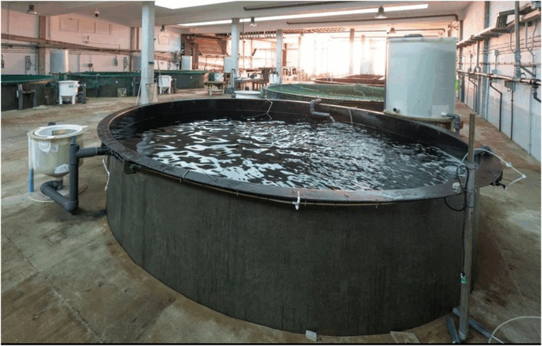 Scienziati della ULPGC escludono infezioni o parassiti come causa della moria di spigole a Telde