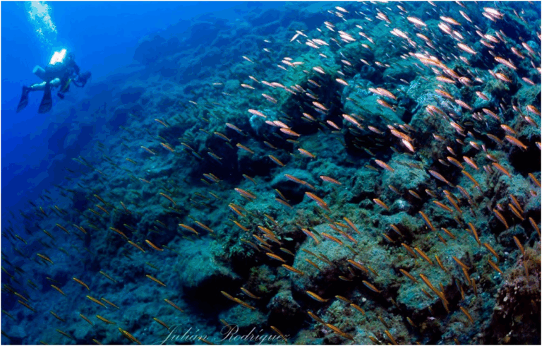 Ricercatori ULL documentano il recupero dei pesci nei delta lavici del vulcano di La Palma