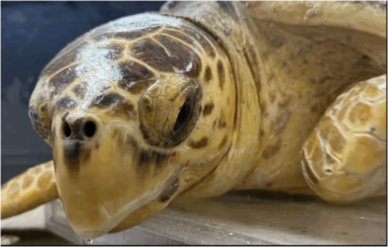La tartaruga marina Wednesday dalle Canarie ricatturata in Alabama e identificata dal microchip