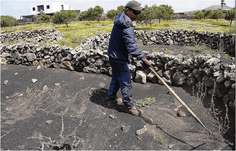 Lanzarote, il Cabildo stanzia 249.200 euro a 122 agricoltori per le spese delle aziende agricole
