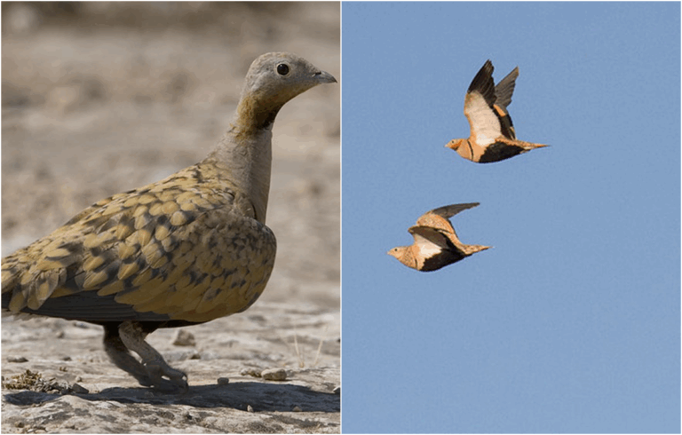 A Fuerteventura la grandule Pterocles orientalis è in declino per siccità e perdita di habitat