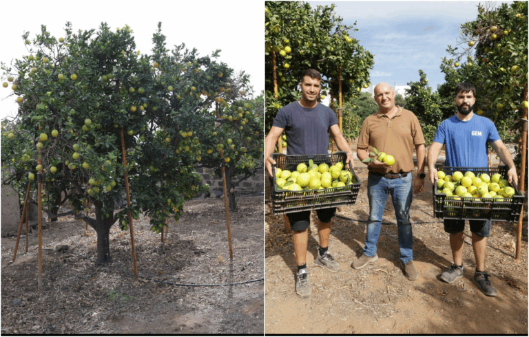 A Telde, la raccolta di 15.000 kg di arance della Finca Jomera nel segno di José Medina