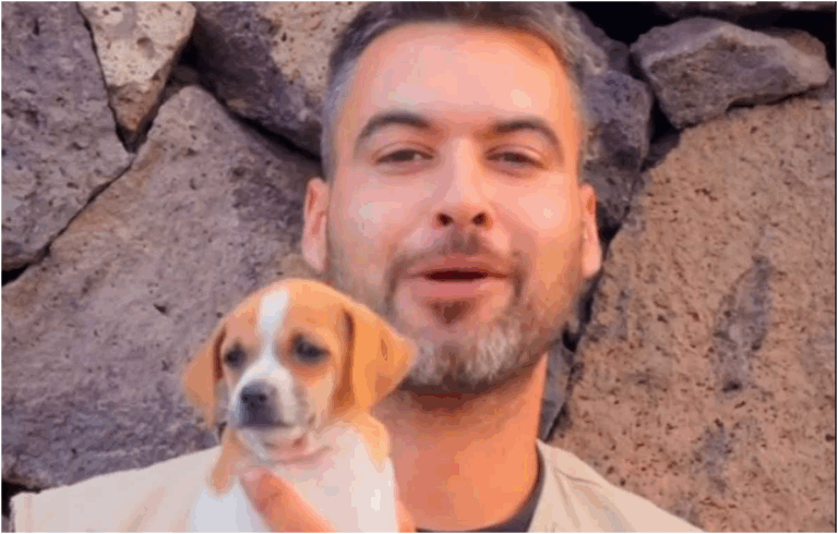 Ratonero palmero, cane autoctono di La Palma nelle Canarie riconosciuto come gruppo etnico